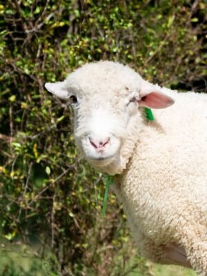 01 Cross Merino Jantan -+75kg