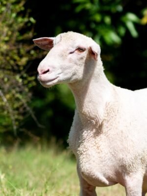 010 Cross Texel Jantan -+76kg