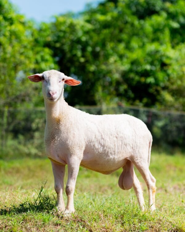010 Cross Texel Jantan -+76kg