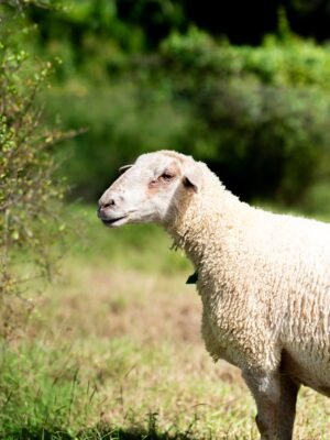011 Cross Suffolk Jantan -+70kg