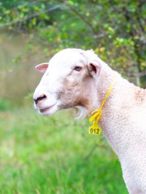 012 Cross Suffolk Jantan -+70kg