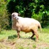 015 Cross Suffolk Jantan -+82kg