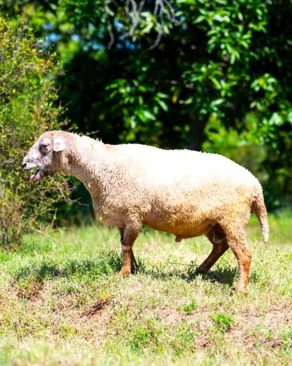 015 Cross Suffolk Jantan -+82kg