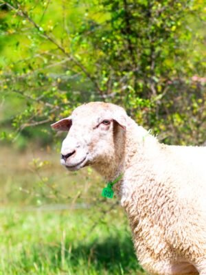 015 Cross Suffolk Jantan -+82kg