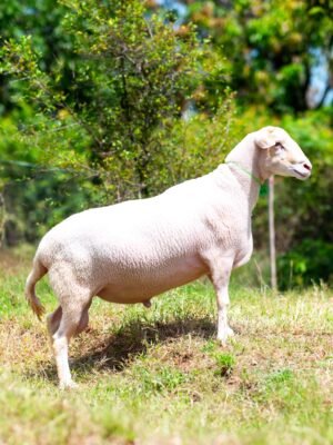 016 Cross Texel Jantan -+79kg