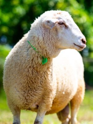 017 Cross Texel Jantan -+74kg