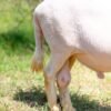 018 Cross Texel Jantan -+74kg