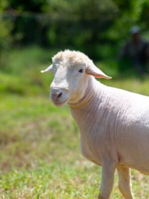 018 Cross Texel Jantan -+74kg