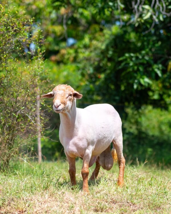 019 Cross Suffolk Jantan -+67kg