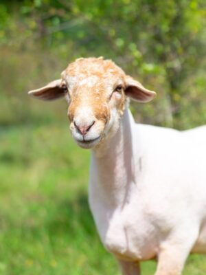 019 Cross Suffolk Jantan -+67kg