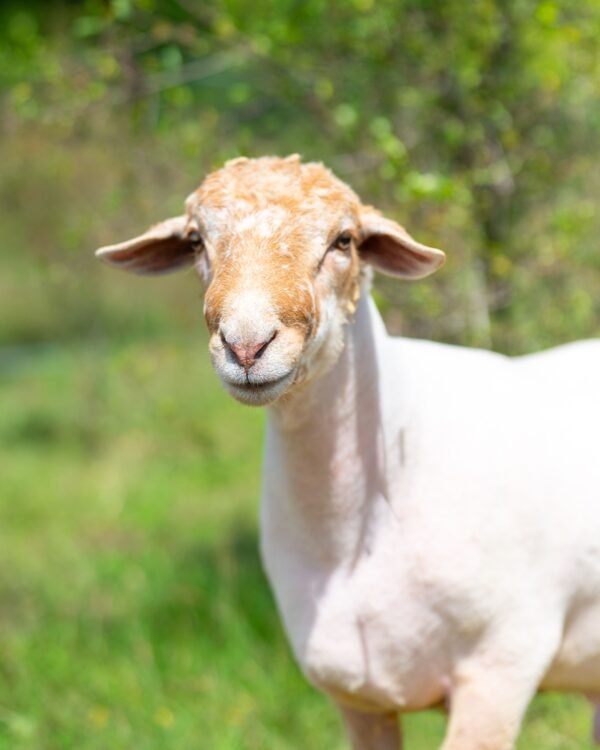 019 Cross Suffolk Jantan -+67kg