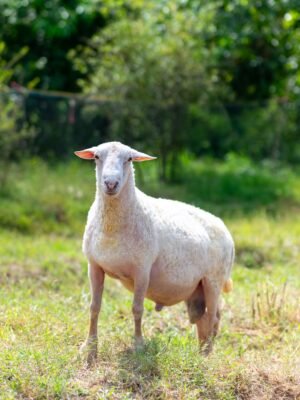 020 Cross Texel Jantan -+72kg
