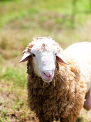 021 Cross Texel Jantan -+64kg