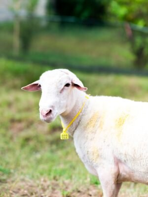022 Cross Texel Jantan -+66kg