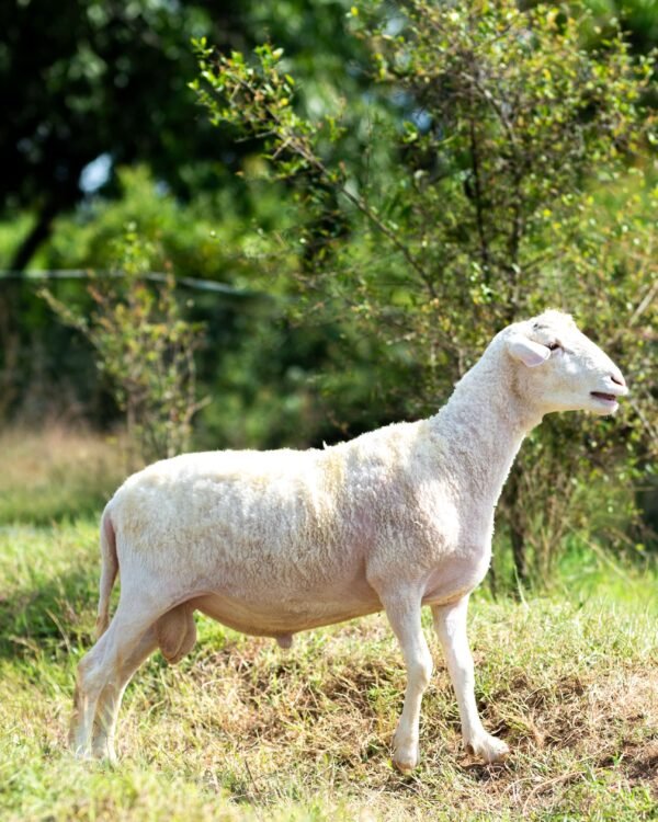 023 Cross Texel Jantan -+56kg