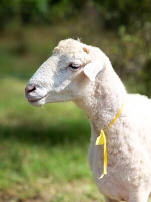 023 Cross Texel Jantan -+56kg