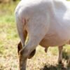 024 Cross Texel Jantan -+65kg