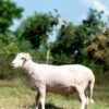 025 Cross Texel Jantan -+69kg