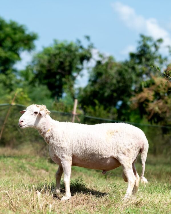 025 Cross Texel Jantan -+69kg