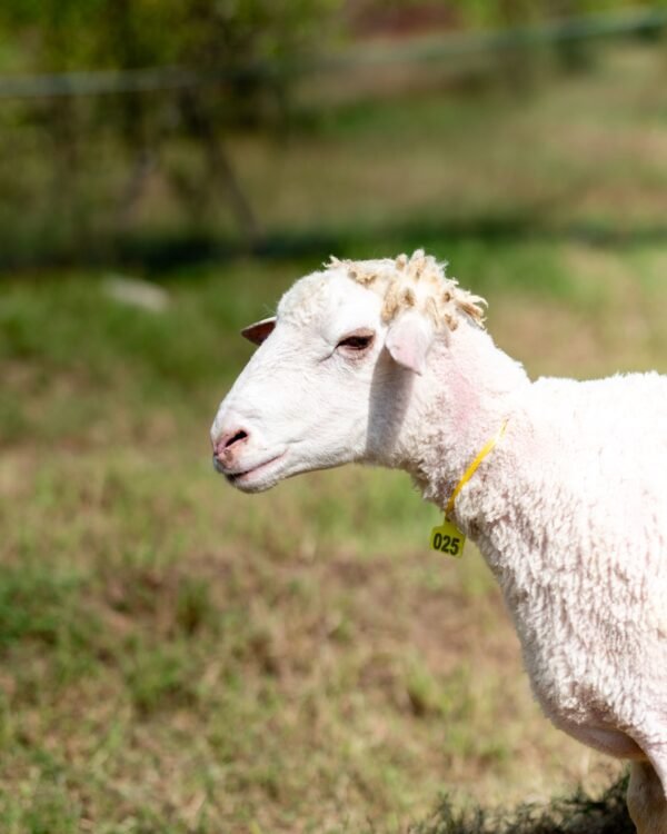 025 Cross Texel Jantan -+69kg