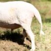 025 Cross Texel Jantan -+69kg