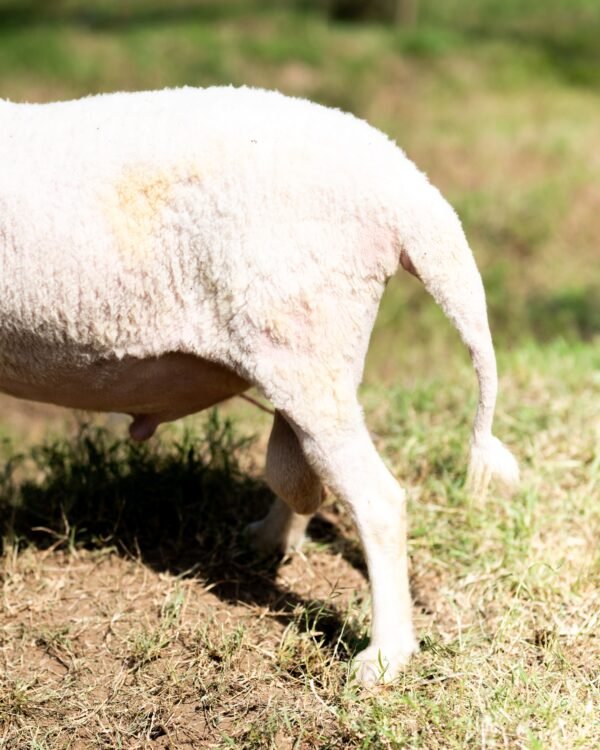 025 Cross Texel Jantan -+69kg