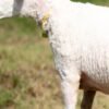 025 Cross Texel Jantan -+69kg