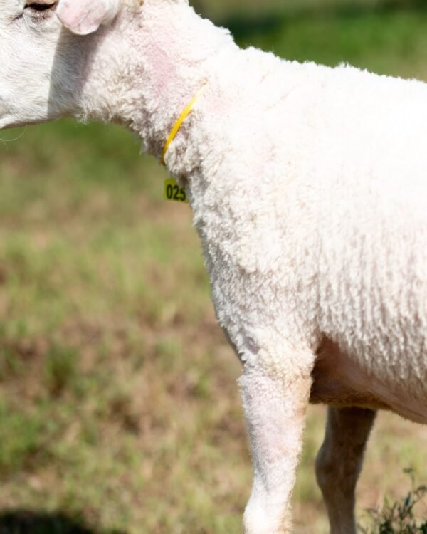 025 Cross Texel Jantan -+69kg