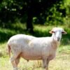 025 Cross Texel Jantan -+69kg