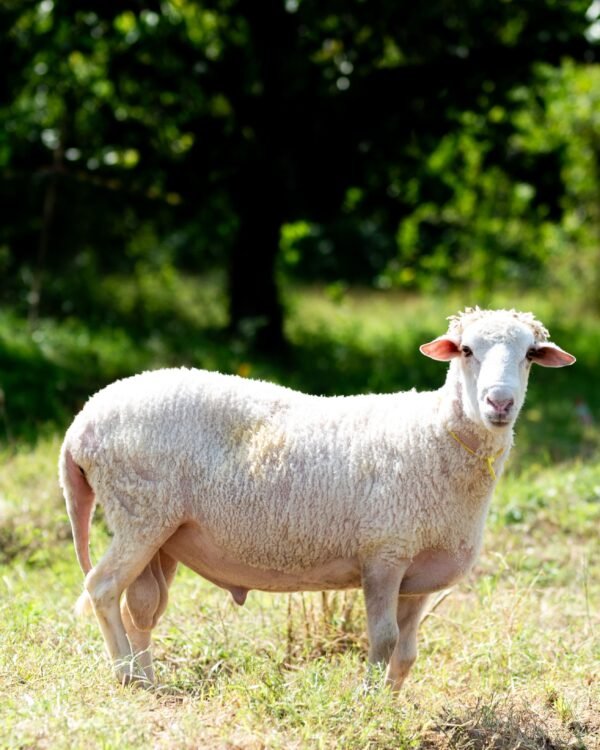 025 Cross Texel Jantan -+69kg