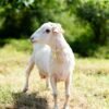 025 Cross Texel Jantan -+69kg