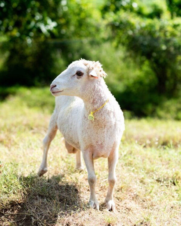 025 Cross Texel Jantan -+69kg