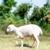 026 Cross Texel Jantan -+61kg