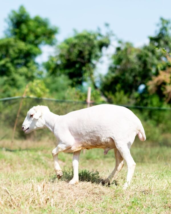 026 Cross Texel Jantan -+61kg