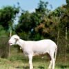 026 Cross Texel Jantan -+61kg