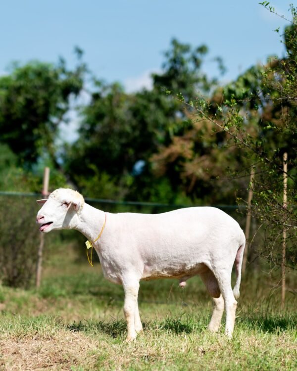 026 Cross Texel Jantan -+61kg