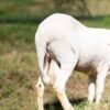 026 Cross Texel Jantan -+61kg