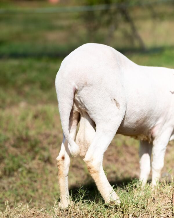 026 Cross Texel Jantan -+61kg