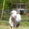 026 Cross Texel Jantan -+61kg