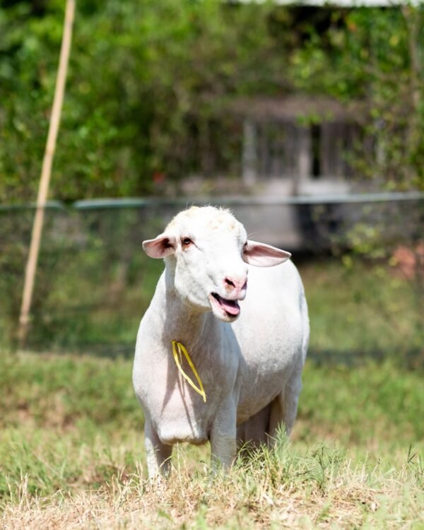 026 Cross Texel Jantan -+61kg