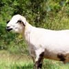 027 Cross Texel Black Lip Jantan -+60kg