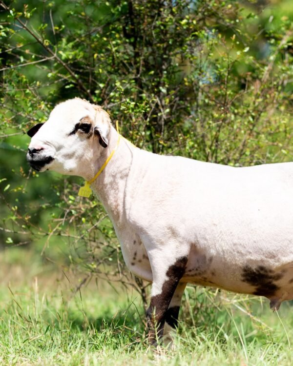 027 Cross Texel Black Lip Jantan -+60kg