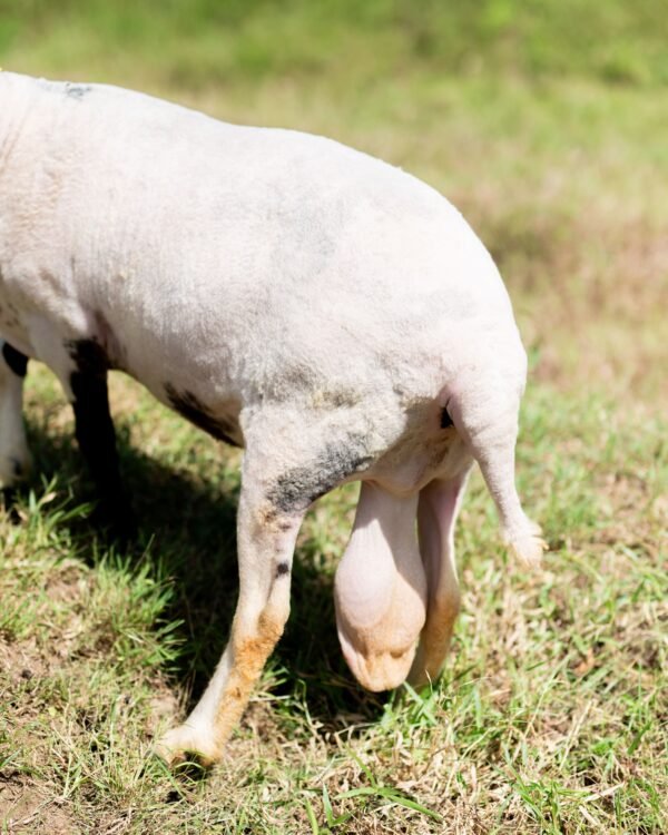 027 Cross Texel Black Lip Jantan -+60kg
