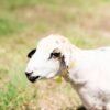 027 Cross Texel Black Lip Jantan -+60kg