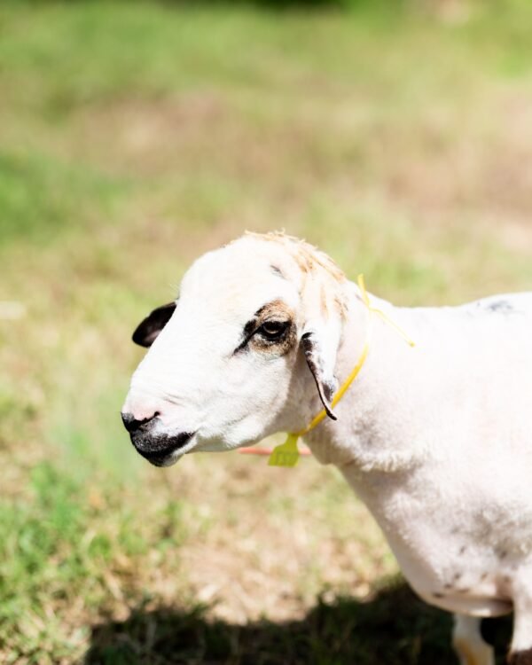 027 Cross Texel Black Lip Jantan -+60kg