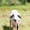 027 Cross Texel Black Lip Jantan -+60kg