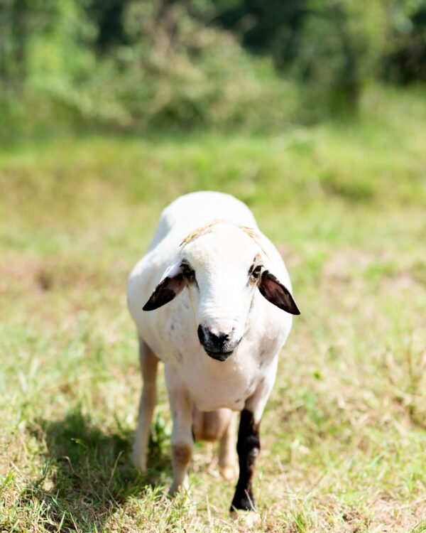027 Cross Texel Black Lip Jantan -+60kg
