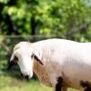 027 Cross Texel Black Lip Jantan -+60kg