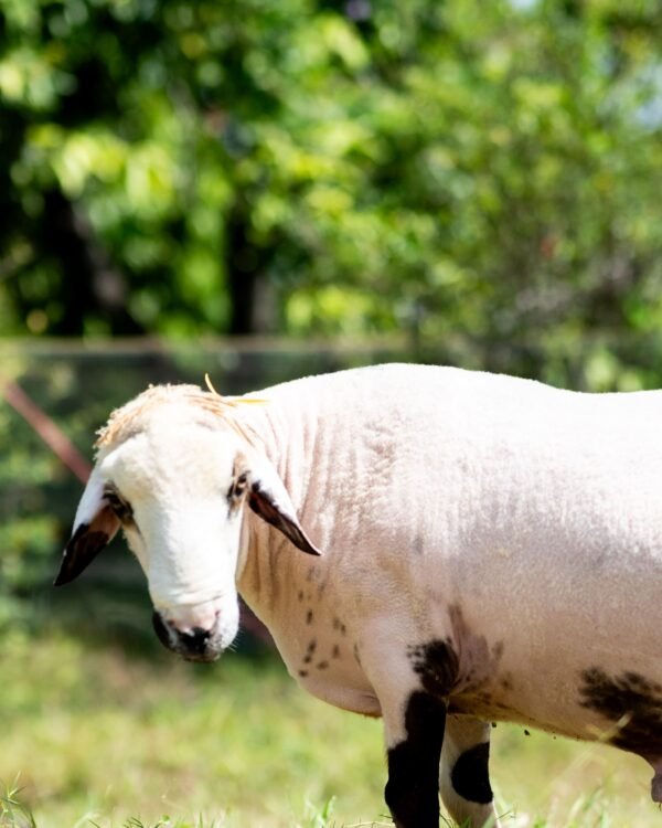027 Cross Texel Black Lip Jantan -+60kg