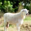 028 Cross Texel Jantan -+58kg